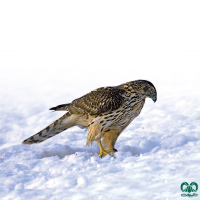 گونه طرلان Northern Goshawk 